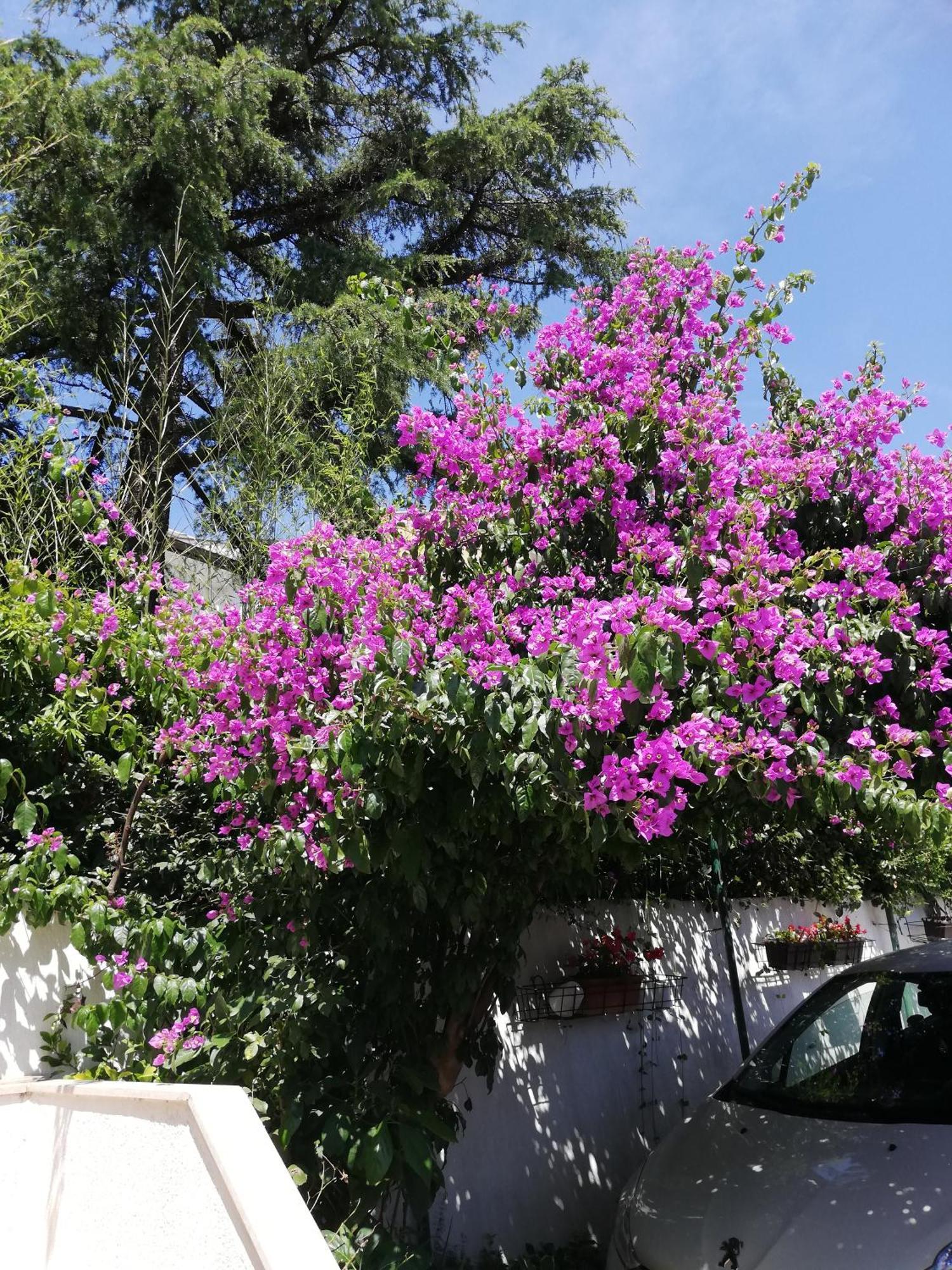 Apartments Poretti For 2,In Center Parking Free In The Yard,6 Min Beach Walk Rovinj Exteriér fotografie