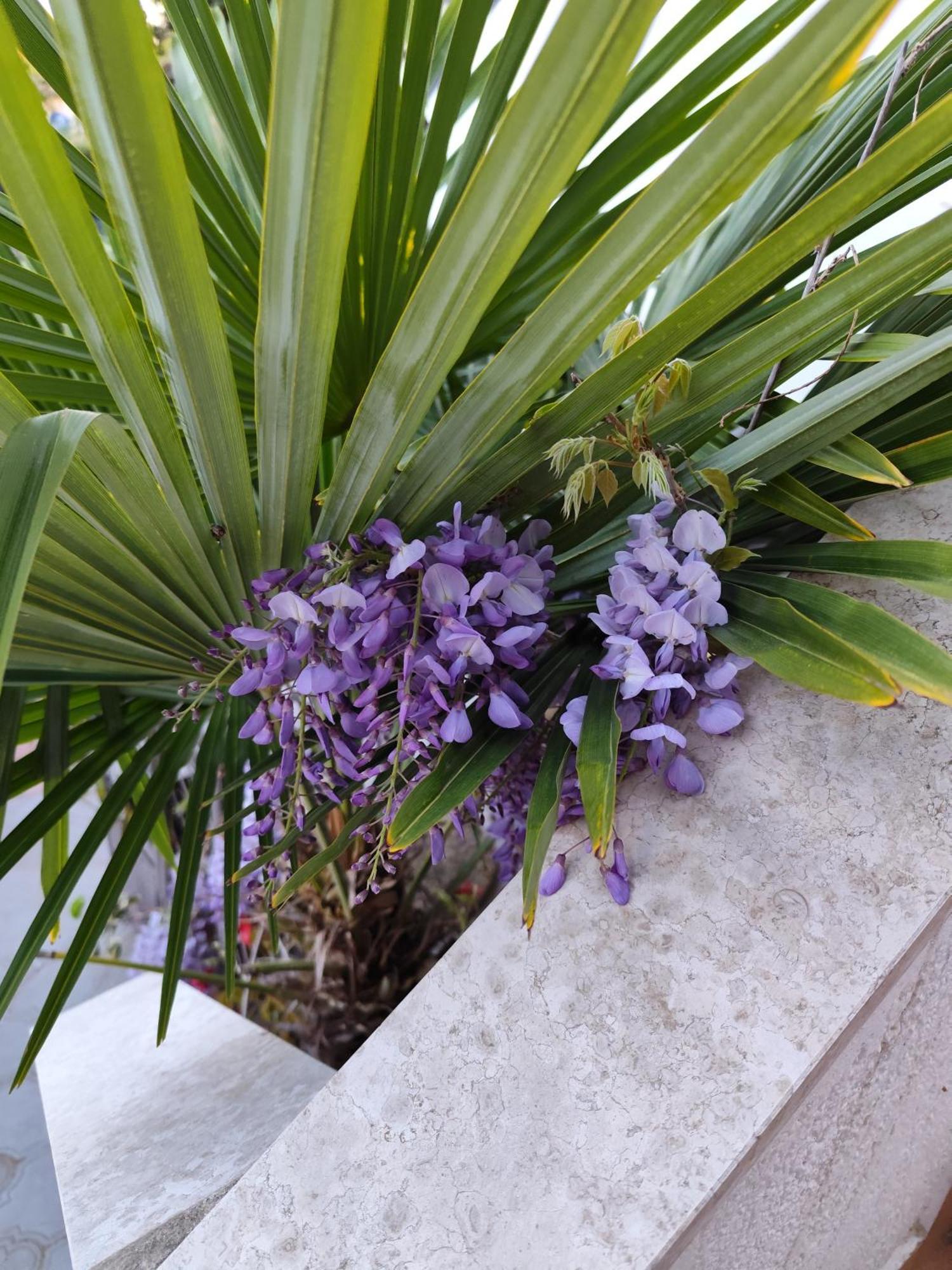 Apartments Poretti For 2,In Center Parking Free In The Yard,6 Min Beach Walk Rovinj Exteriér fotografie