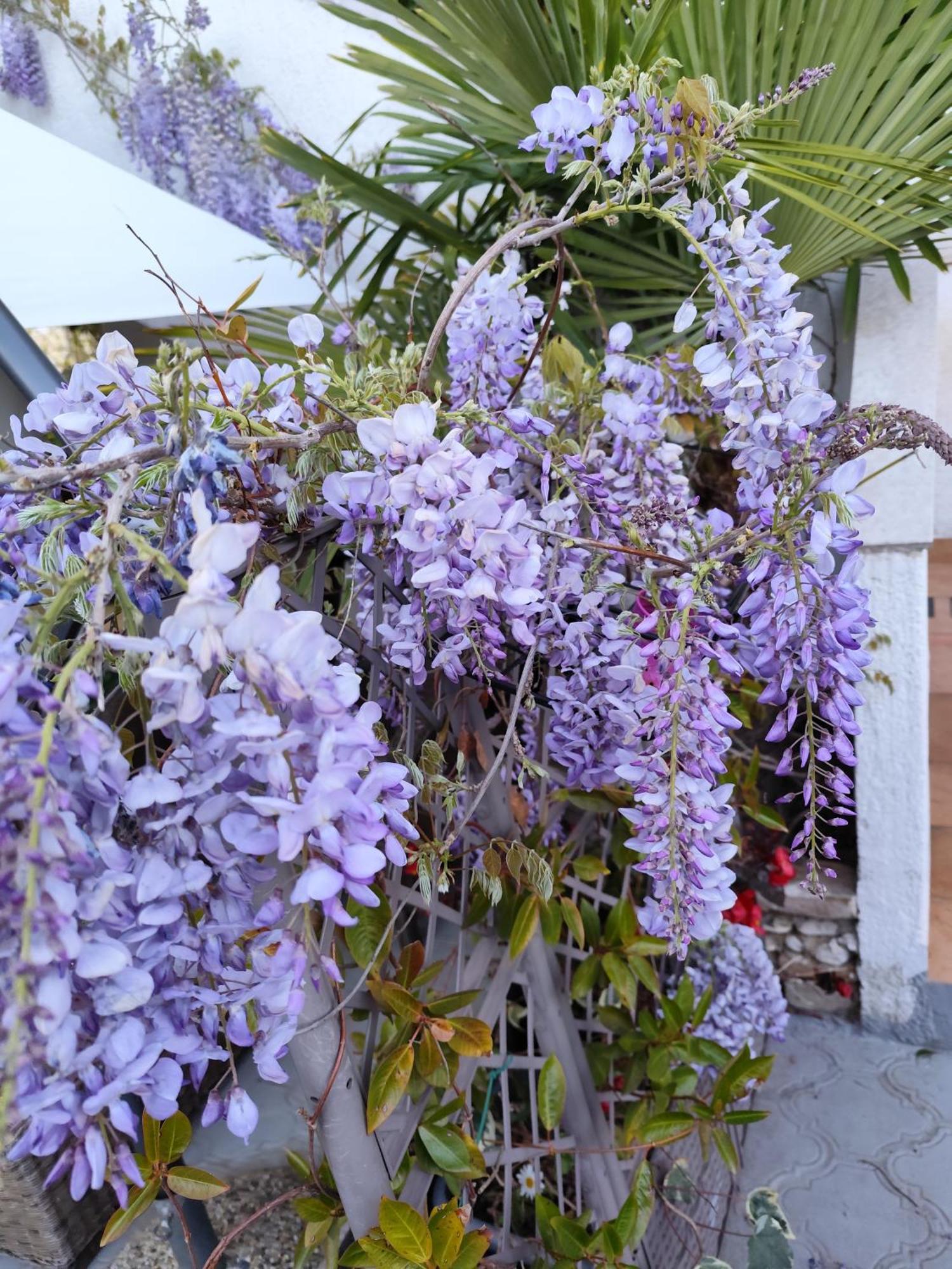 Apartments Poretti For 2,In Center Parking Free In The Yard,6 Min Beach Walk Rovinj Exteriér fotografie